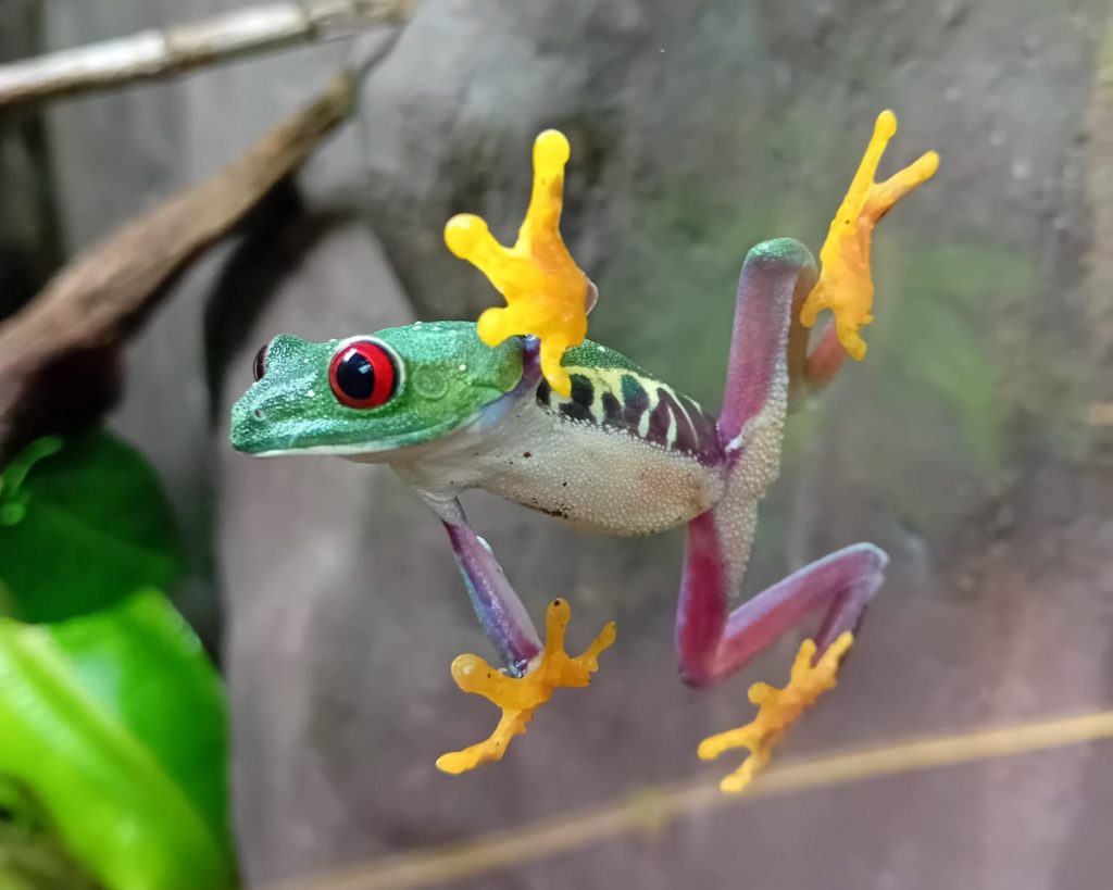 240319 PZ Red Eyed Tree Frog Jamie Matthews 1