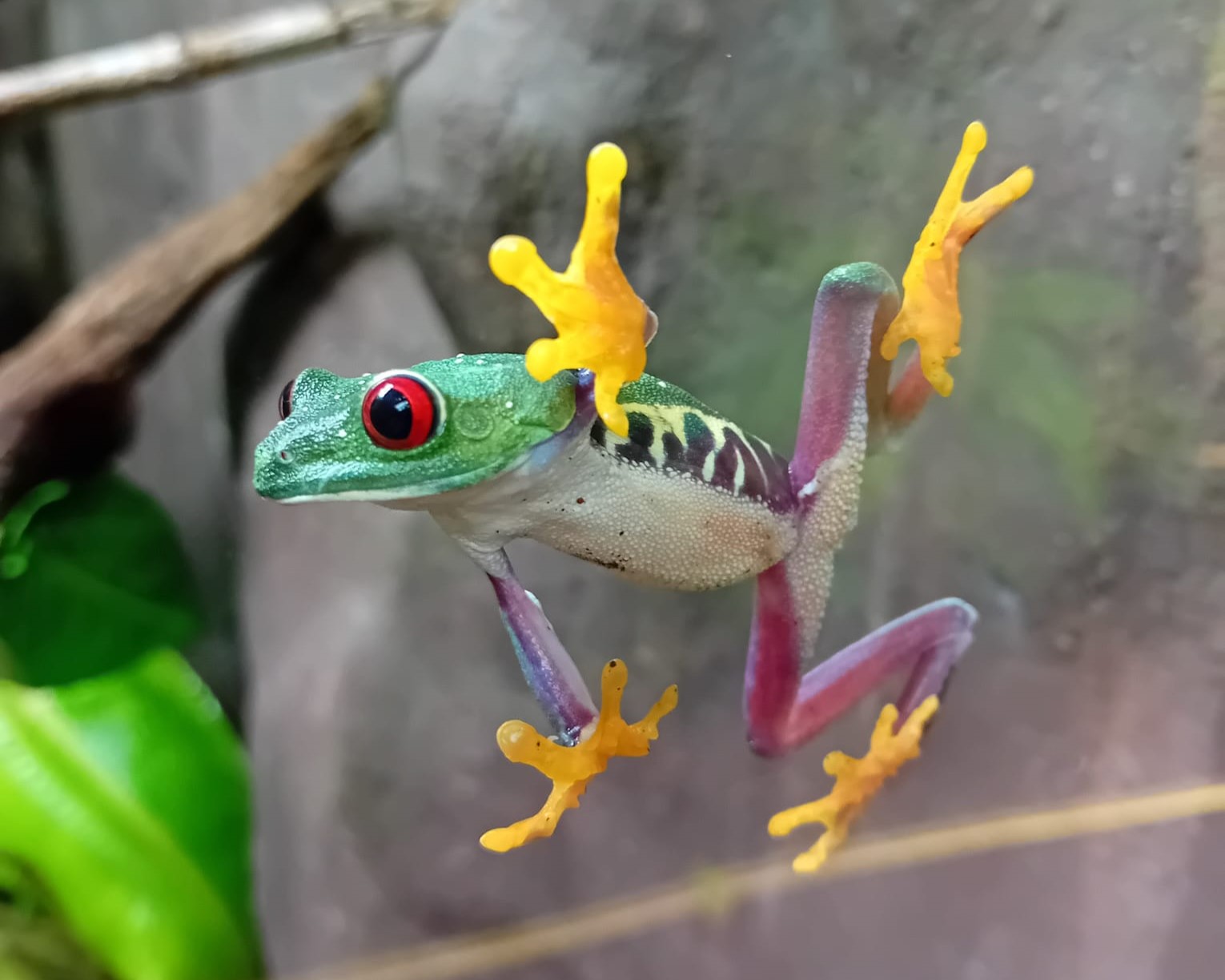 240319 PZ Red Eyed Tree Frog Jamie Matthews 1