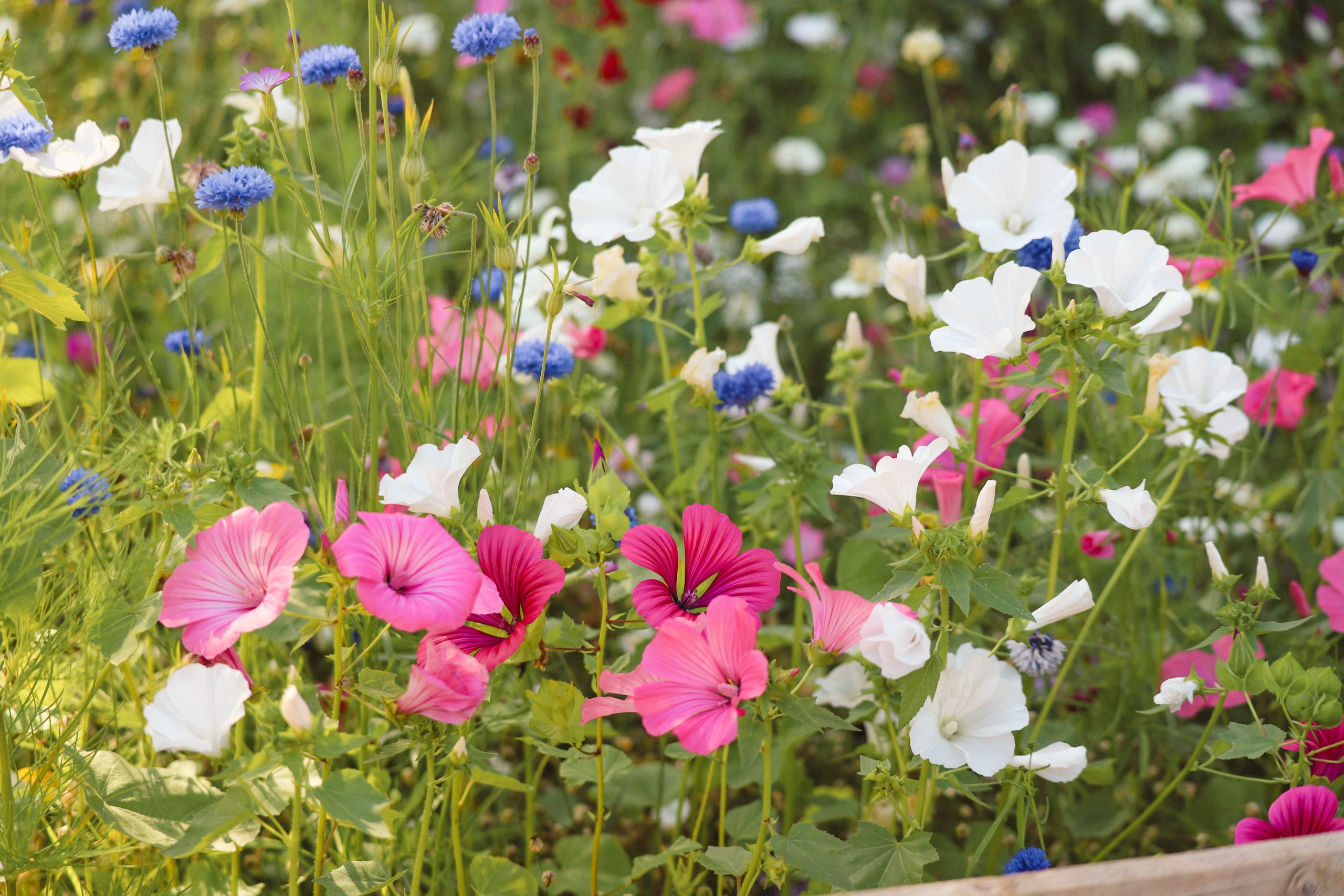 240730 PZ Top Lake Greenery BC HR 10 scaled