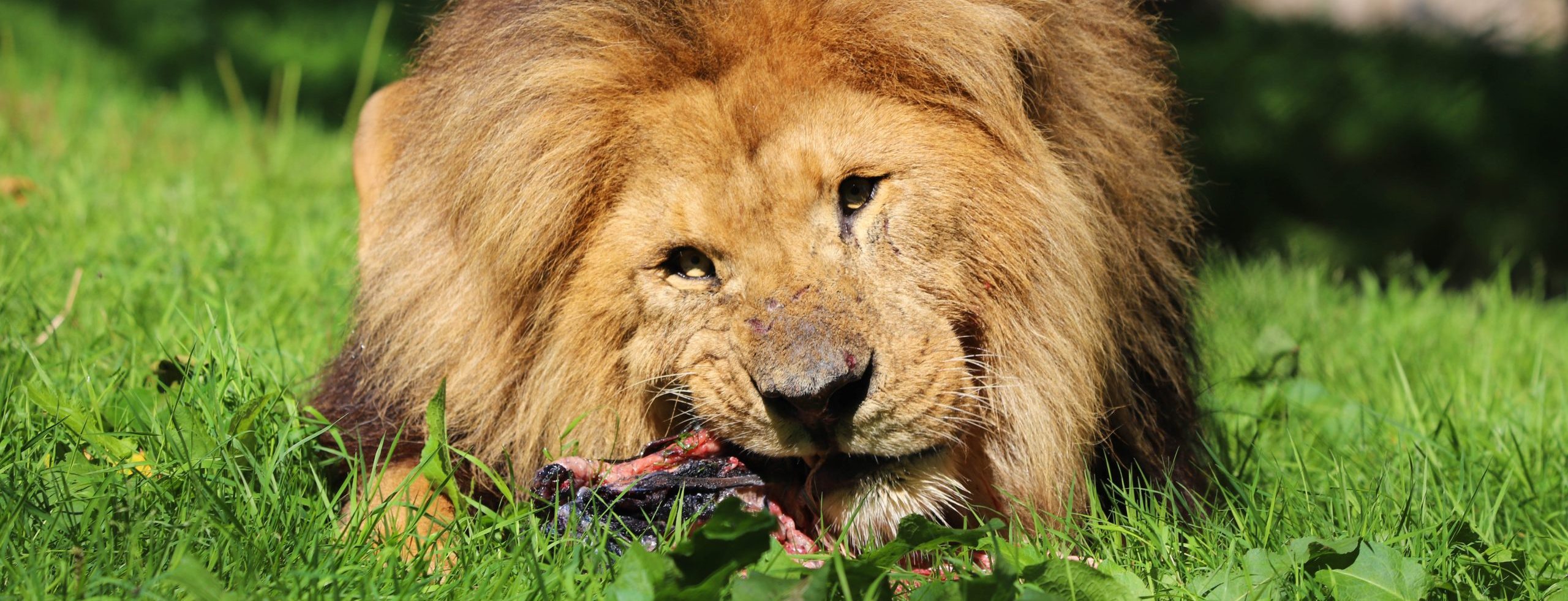 240830 PZ African Lion BC HR 4 scaled e1729585732214