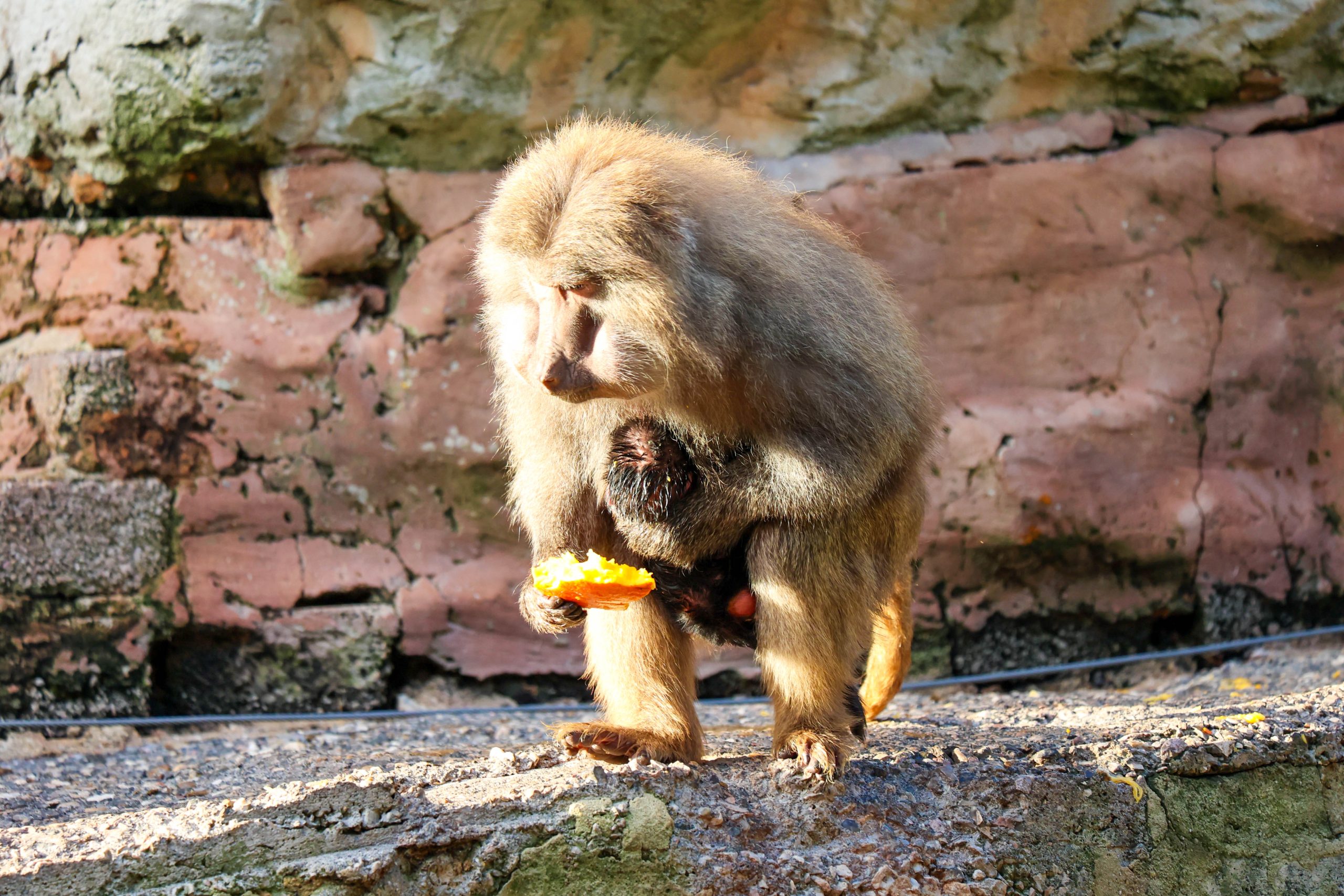 241025 PZ Baboon Pumpkin Enrichment Halloween FA HR 56 scaled