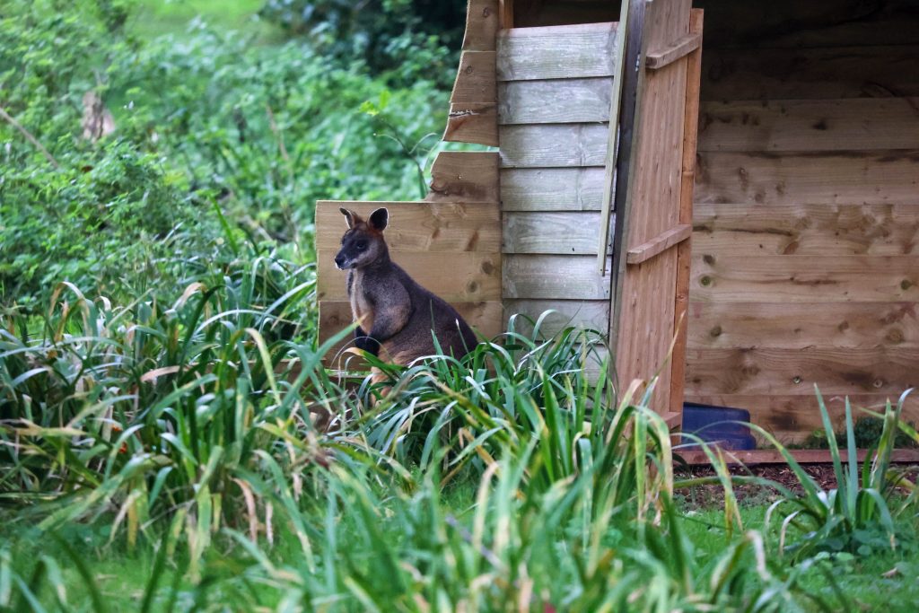 241025 PZ Red Necked Wallaby FA HR 21