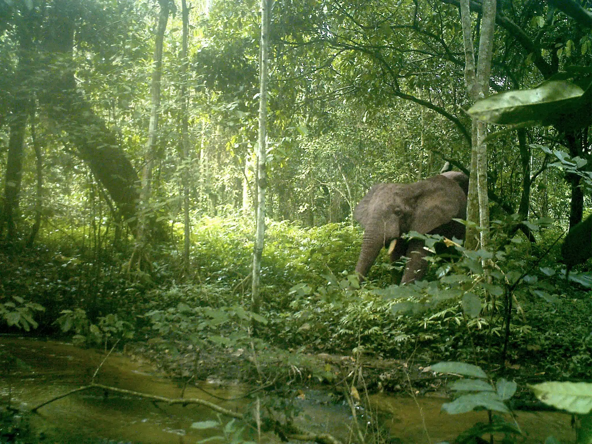 Omo Forest Elephant