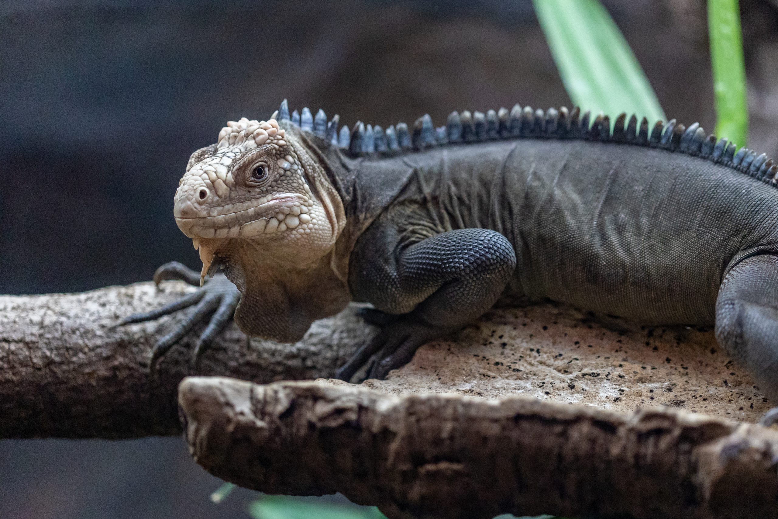 PZ LVI 21 02 23 HR 21 scaled