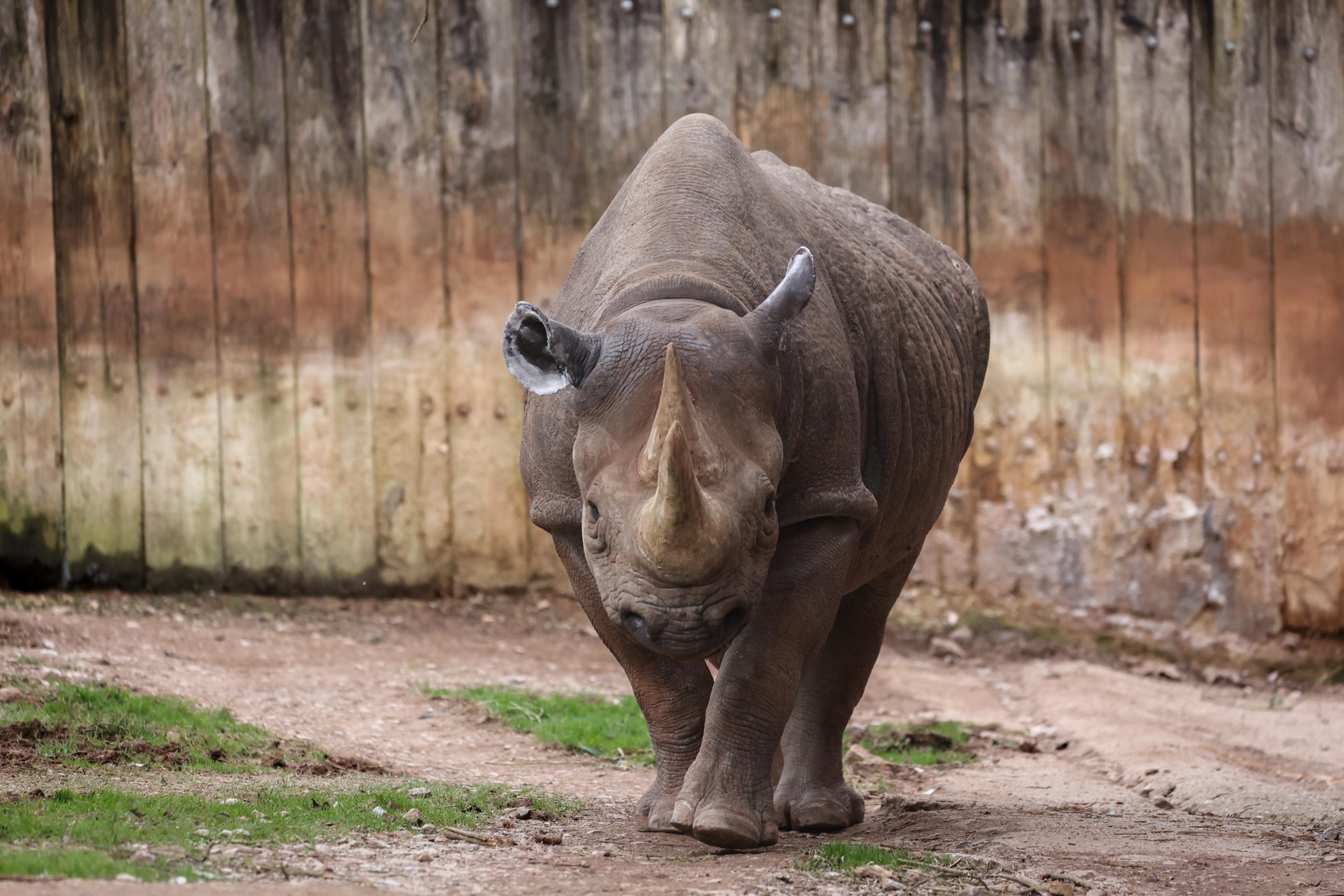 240109 PZ Black Rhinoceros LR AS 1 scaled