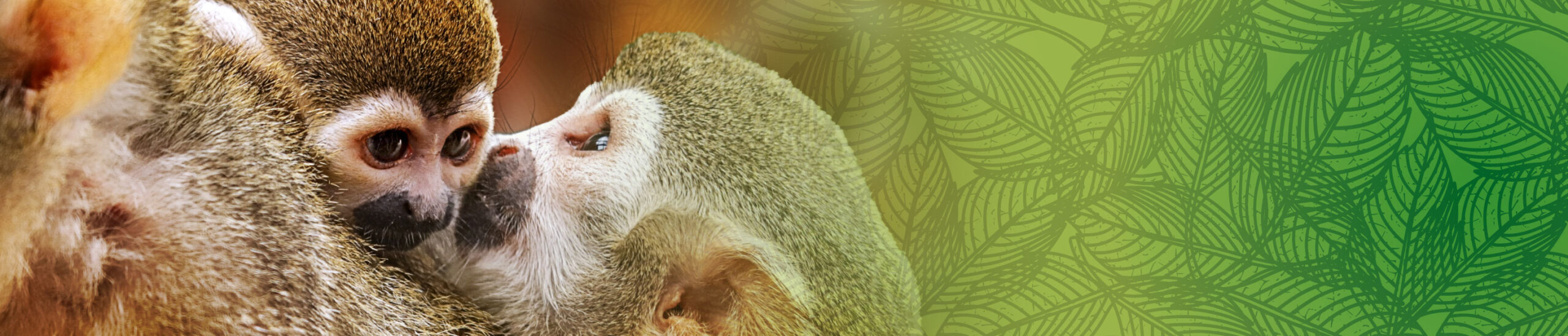 tally ho web banner hi res scaled