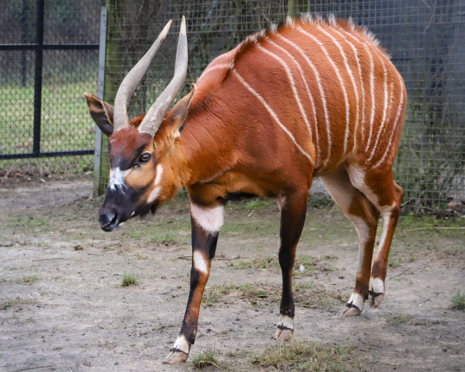 250224 Paignton Zoo Female Bongo Koffi FA LR 1