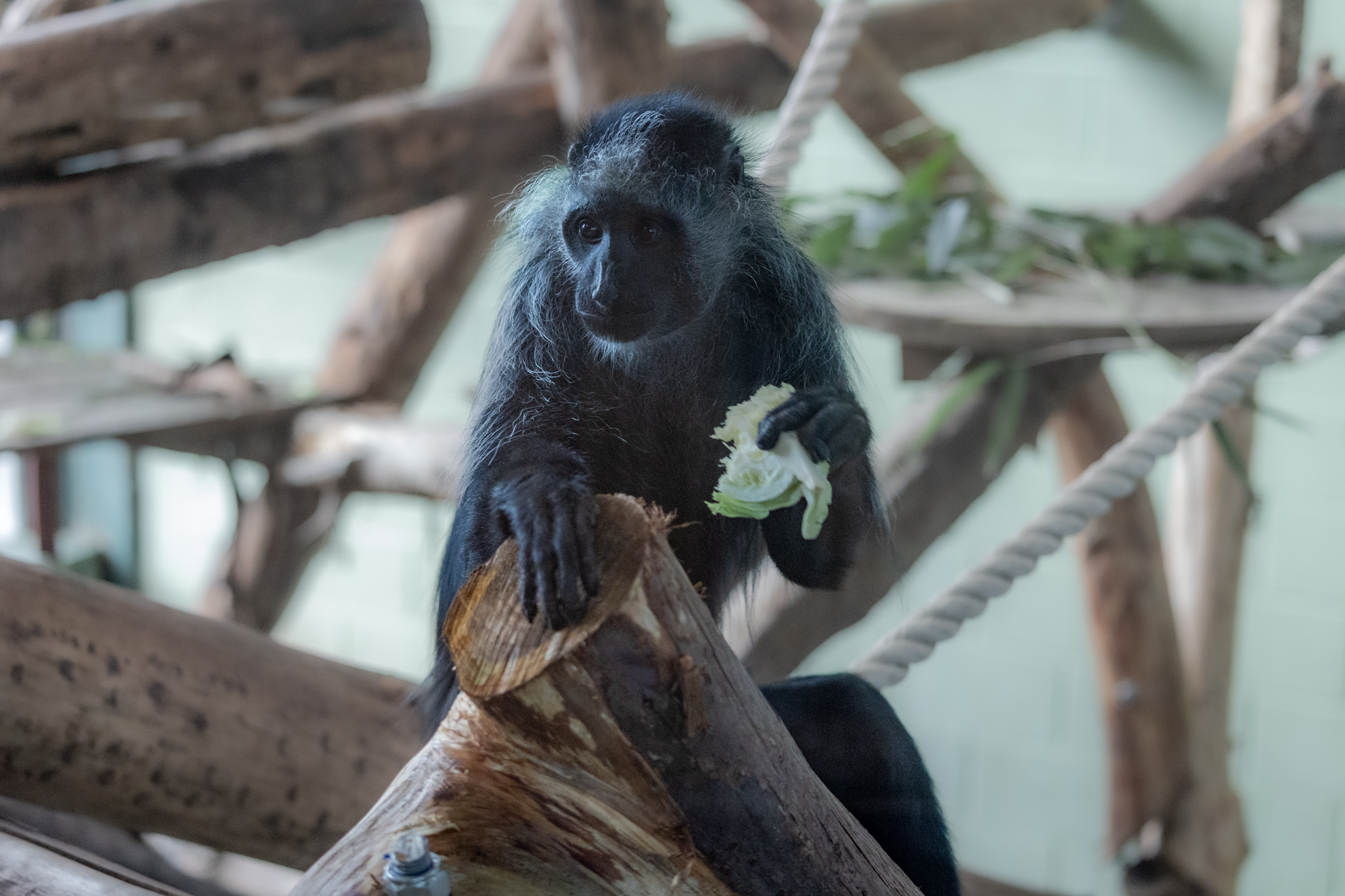 250227 Paignton Zoo King Colobus Monkey Male Limbali FA LR 15