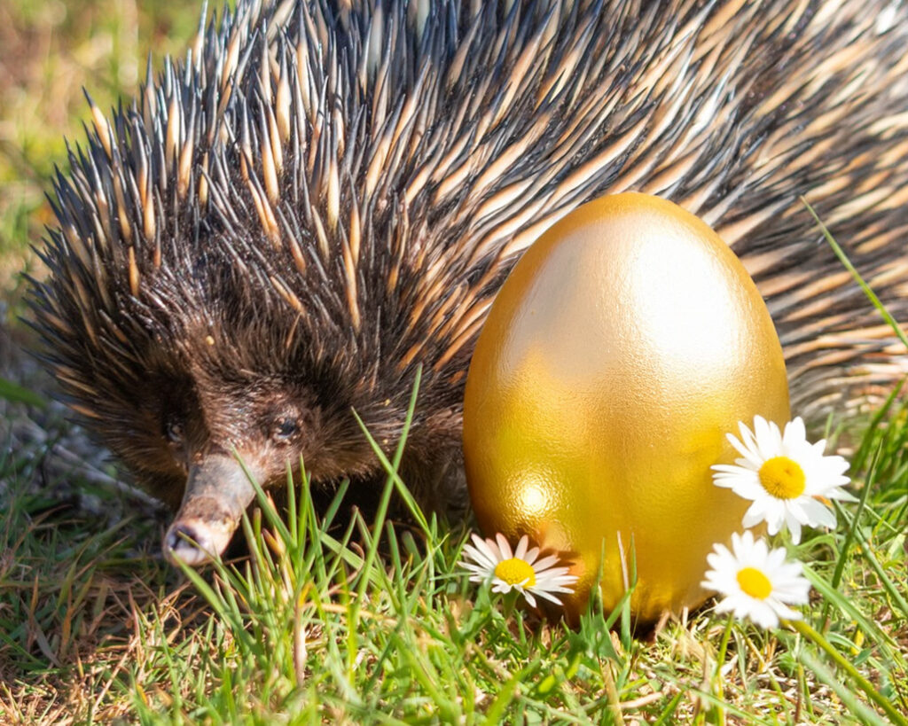 250307 PZ One Mag Ad Easter BC HR 1