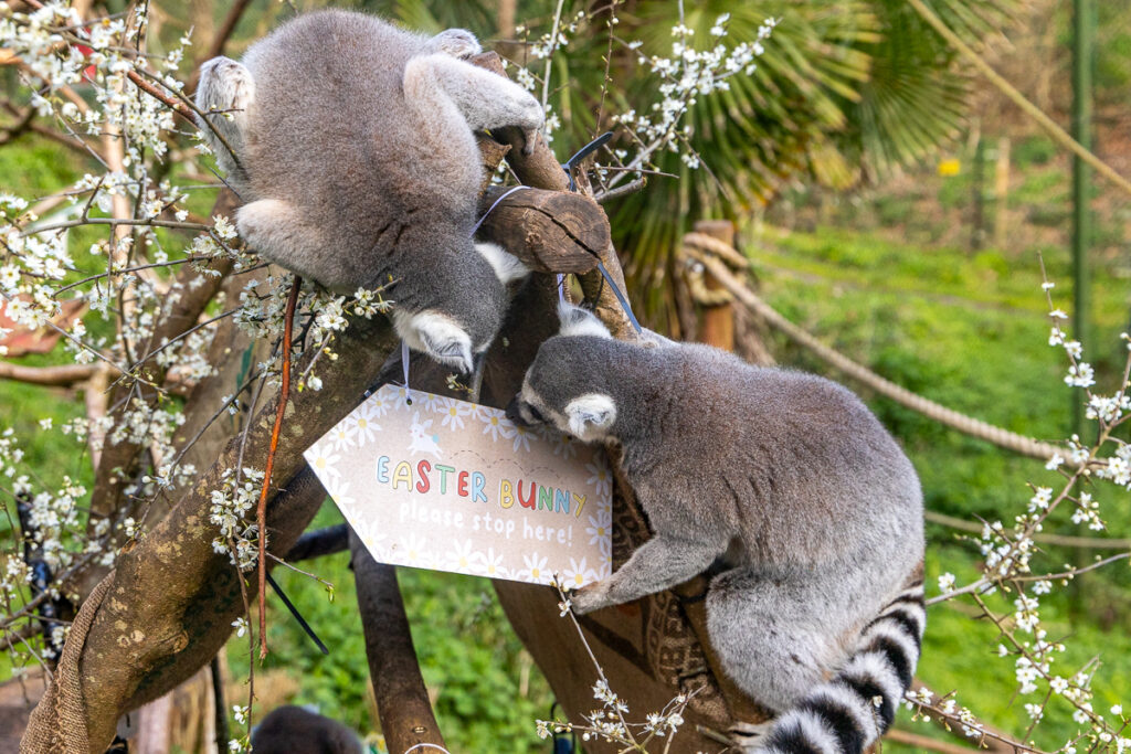 RT Lemurs Eater Enrichment 04 23 LR 20