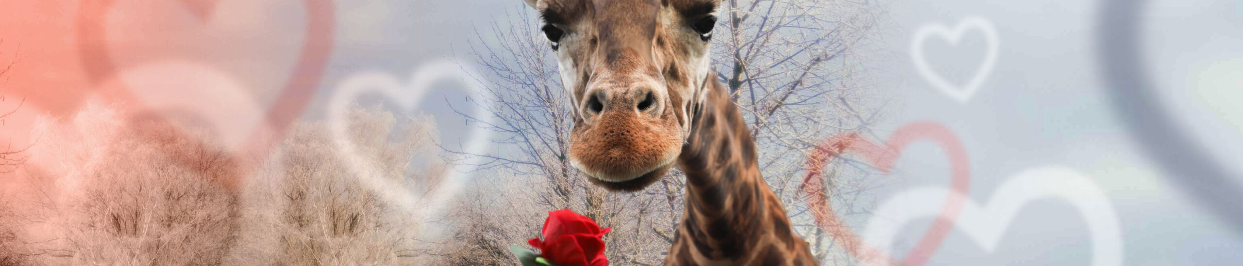 paigntion zoo valentine 25 web banner hi res scaled