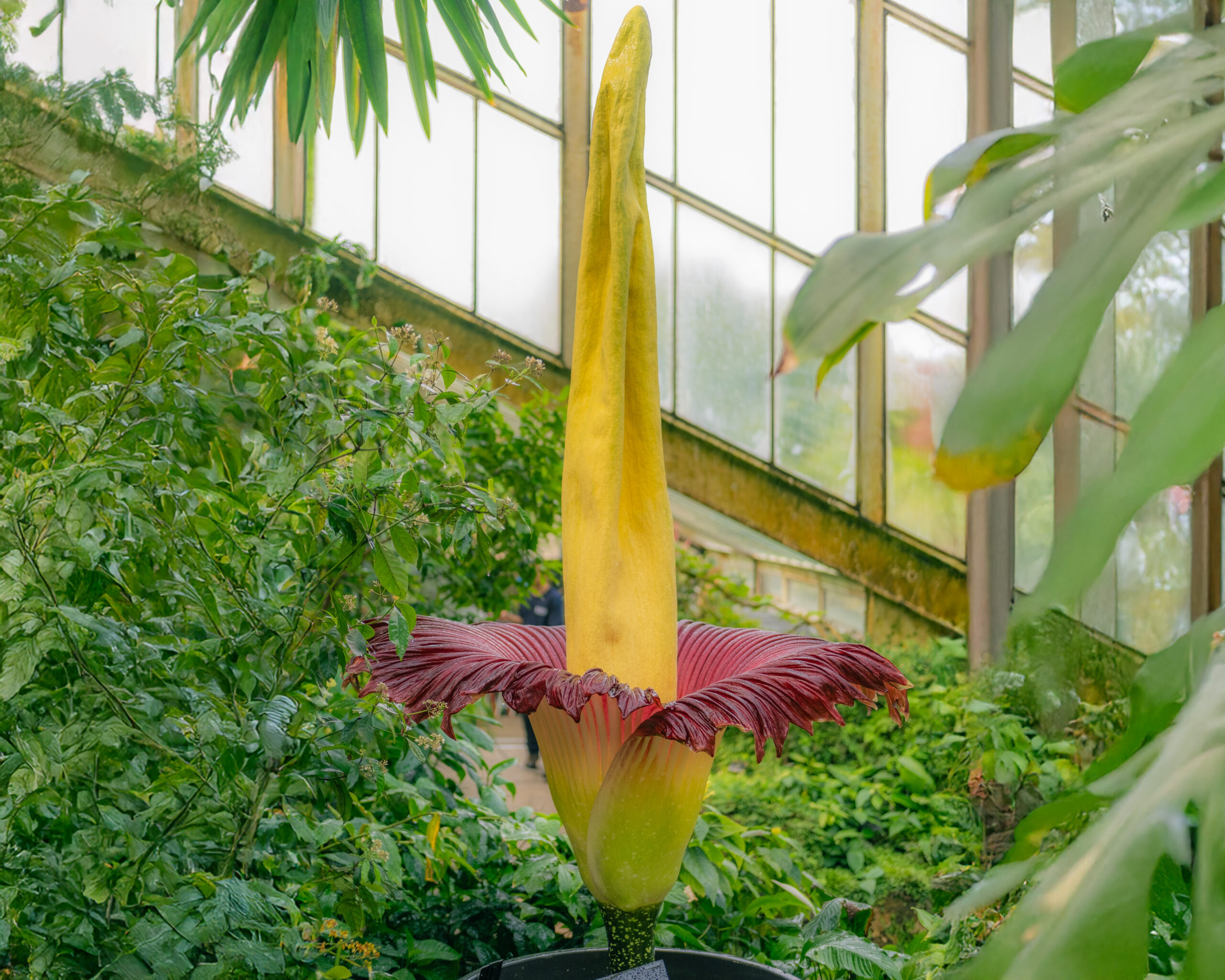 Paignton Zoo gifts Kew Gardens corpse flowers