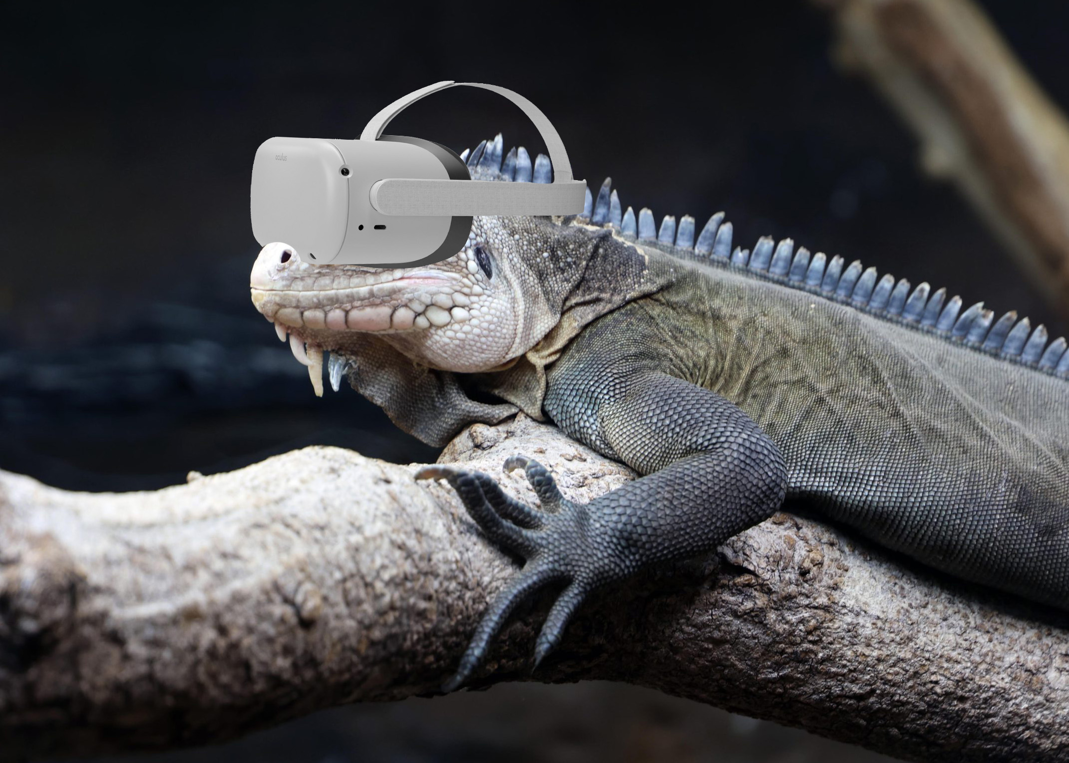 pz april fools day iguana 1