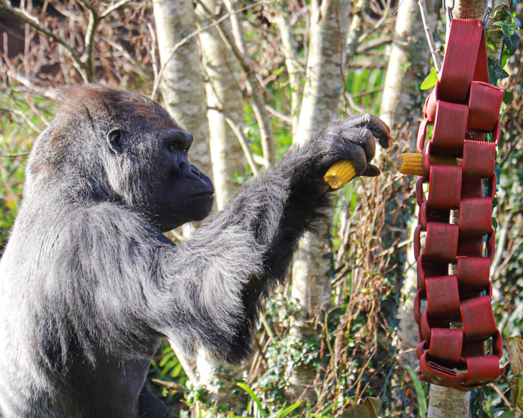 241122 pz western lowland gorilla bc hr 9