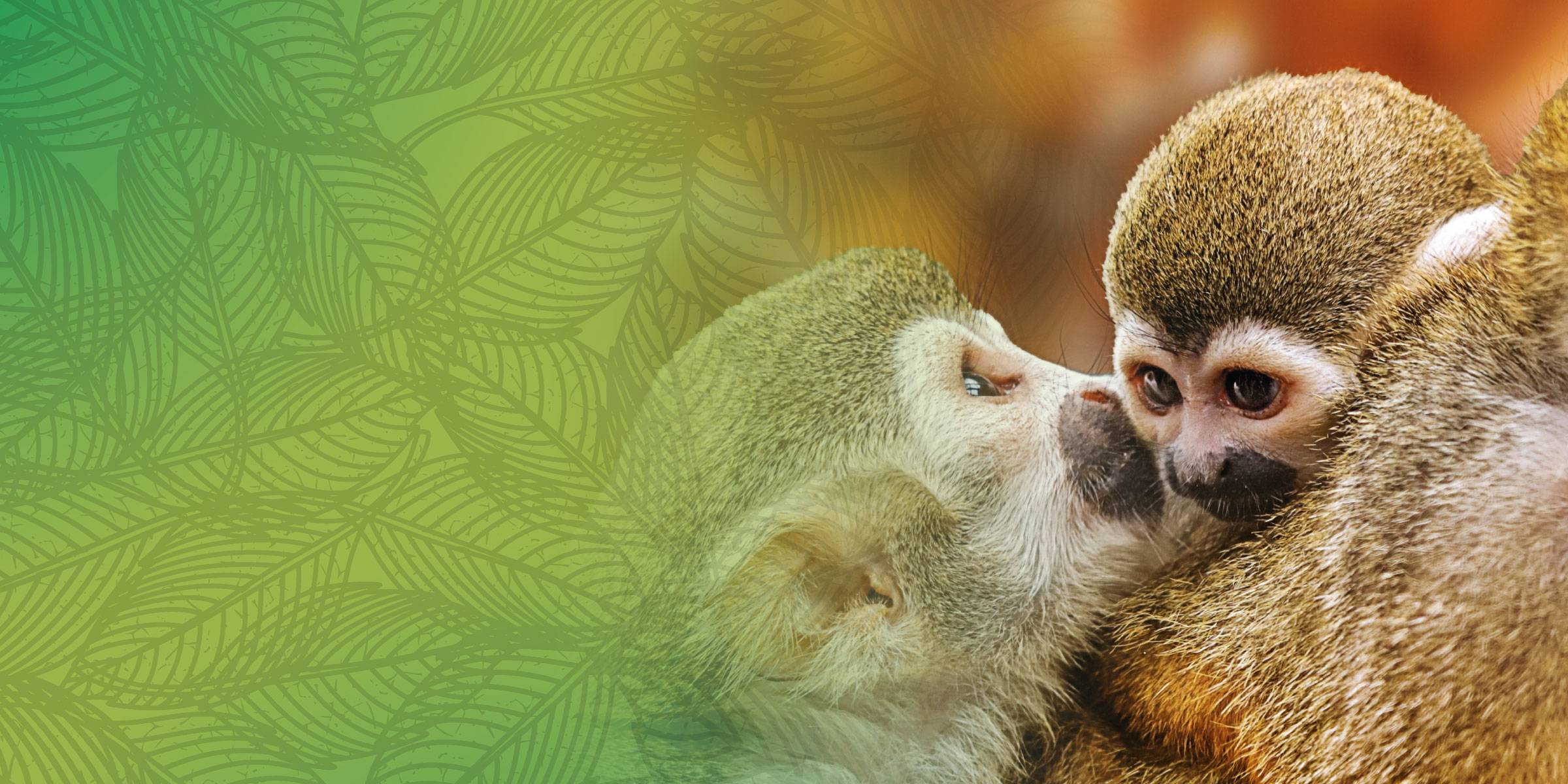 tally ho smart slider desktop background hi res