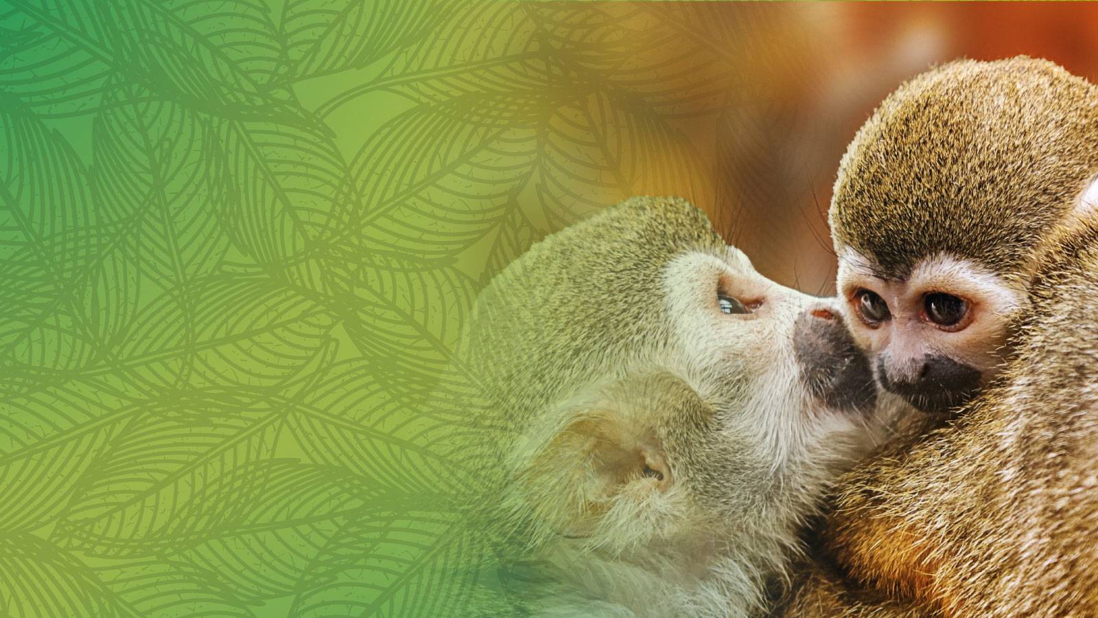 tally ho smart slider mobile background hi res